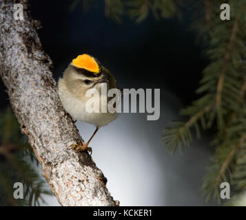 Eine männliche Golden gekrönte Kinglet, Regulus satrapa, auf einer Fichte Niederlassung in Saskatoon, Saskatchewan, Kanada gehockt Stockfoto