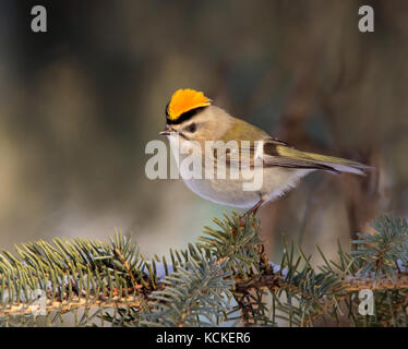 Eine männliche Golden-gekrönter Goldhähnchen Regulus Satrapa, thront auf einem Ast in Saskatoon, Saskatchewan, Kanada Stockfoto