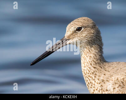 Willett, Tringa Semipalmata steht in einem am Straßenrand Teich in der Nähe von Laura, Saskatchewan Stockfoto