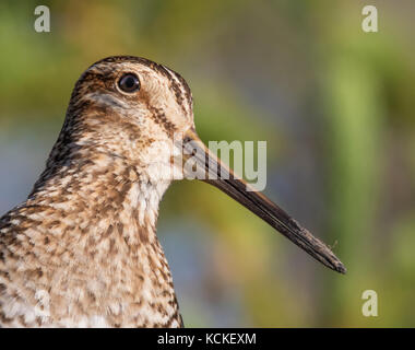 Wilson's Snipe, Gallinago delicata, im Wald in der Nähe von Fort Walsh, Saskatchewan Stockfoto