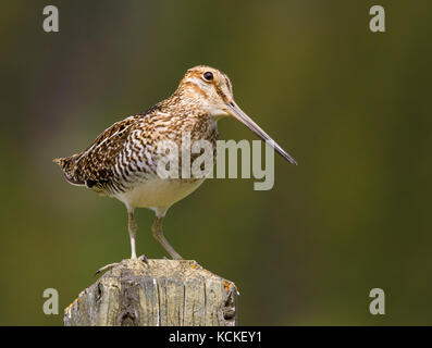 Wilson's Snipe, Gallinago delicata, im Wald in der Nähe von Fort Walsh, Saskatchewan Stockfoto