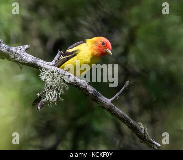 Western Tanager männlich, Piranga ludoviciana, - in den Wäldern im Cypress Hills interprovinziellen Park, Saskatchewan thront. Stockfoto