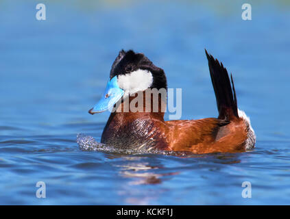 Ein männlicher Schwarzkopfruderente, Oxyura jamaicensis, umwerben ein Weibchen in einem Teich in Saskatchewan, Kanada Stockfoto