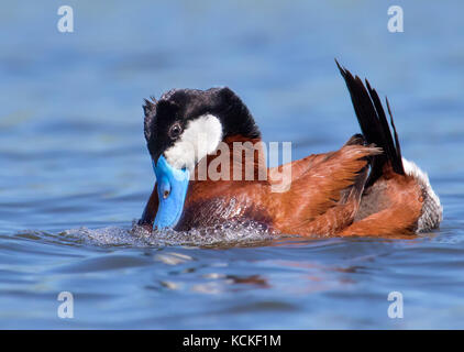 Ein männlicher Schwarzkopfruderente, Oxyura jamaicensis, umwerben ein Weibchen in einem Teich in Saskatchewan, Kanada Stockfoto