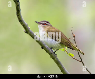 Ein red-eyed Vireo, Vireo olivaceus, in einem Waldgebiet in Saskatchewan, Kanada gehockt Stockfoto