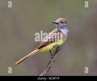 Eine große Crested, Myiarchus crinitus, in einem Waldgebiet in Saskatchewan, Kanada thront. Stockfoto