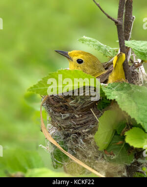 Eine weibliche Schnäpperrohrsänger, Setophaga Petechien, sitzen auf ihrem Nest in Saskatchewan, Kanada Stockfoto