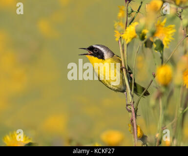 Ein männlicher Gemeinsame Geothlypis trichas Yellowthroat,, singt von einem wilden Blume in einem Rapsfeld in der Nähe von Saskatoon, Kanada Stockfoto