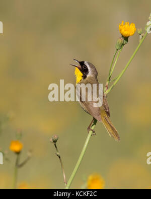 Ein männlicher Gemeinsame Geothlypis trichas Yellowthroat,, singt von einem wilden Blume in einem Rapsfeld in der Nähe von Saskatoon, Kanada Stockfoto