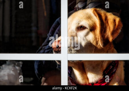 Einen gelben Labrador Blick aus dem Fenster ein wachsames Auge. Stockfoto