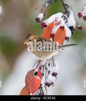 Ein Rückgang des Gefieders Harris Sparrow, Zonotrichia querula, thront auf einem Apfelbaum, in Saskatchewan, Kanada Stockfoto