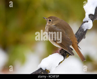 Ein Einsiedler Thrush (Catharus guttatus), auf einem schneebedeckten Zweig in Saskatoon, Saskatchewan, Kanada gehockt Stockfoto