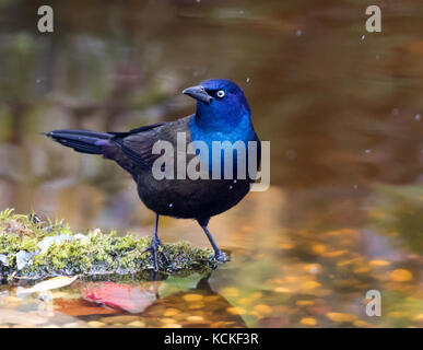 Gemeinsamen Grackle, Quiscalus Quiscula, badet in einem Hinterhofteich in Saskatoon, Saskatchewan, Kanada Stockfoto