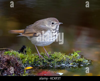 Ein Einsiedler Thrush (Catharus guttatus), auf einen bemoosten Teich in Saskatoon, Saskatchewan, Kanada gehockt Stockfoto