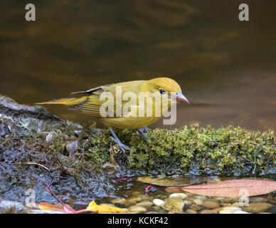 Sommer Tanager, Piranga rubra, weiblich, an einem Teich in Saskatoon, Saskatchewan gehockt Stockfoto