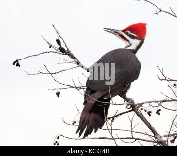 Ein männlicher Pileated Woodpecker, Dryocopus pileatus, Sitzstangen auf einem Strauch im Winter in Saskatoon, Saskatchewan, Kanada Stockfoto