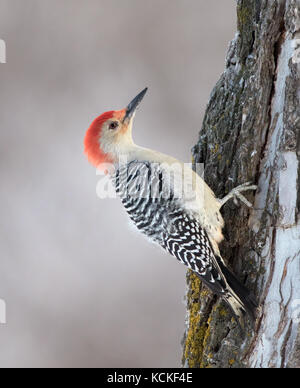 Ein männlicher Red-bellied Woodpecker, Melanerpes carolinus, auf einem Baum in Regina, Saskatchwan im Winter gehockt Stockfoto