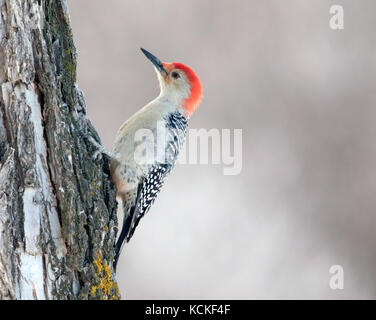 Red-bellied Woodpecker, Melanerpes carolinus, auf einem Baum in Regina, Saskatchwan im Winter thront. Stockfoto