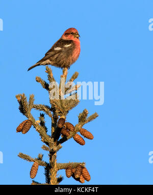 Ein männlicher White-winged Gegenwechsel, Loxia leucoptera, thront auf einem Spruce Tree in Saskatoon, Saskatchewan. Stockfoto