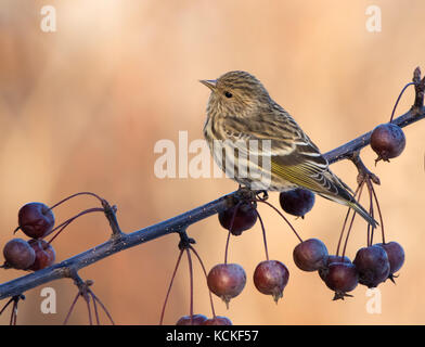 Ein Kiefer Zeisig, spinus Pinus, in einem Obstbaum in Saskatoon, Saskatchewan, Kanada gehockt Stockfoto