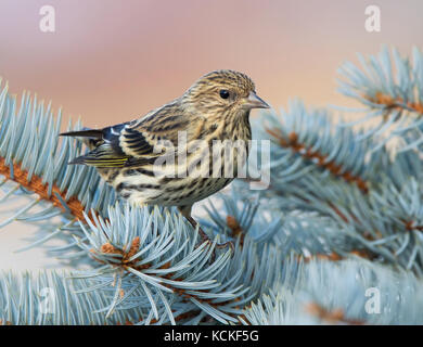 Ein Kiefer Zeisig, spinus Pinus, in einem weißen Spruce Tree in Saskatoon, Saskatchewan, Kanada gehockt Stockfoto