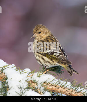Ein Kiefer Zeisig, spinus Pinus, in einem Spruce Tree in Saskatoon, Saskatchewan, Kanada gehockt Stockfoto