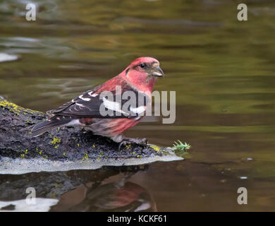 Ein männlicher White-winged Gegenwechsel, Loxia leucoptera, durch einen Hinterhof Teich in Saskatoon, Saskatchewan gehockt Stockfoto