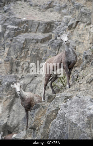 Frau Stein Schaf, Ovis dalli stonei, Northern British Columbia, Kanada Stockfoto