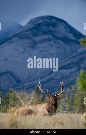 Männliche Elch, Cervus canadensis nelsoni, Rocky Mountains, Alberta, Kanada Stockfoto