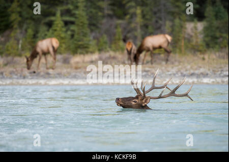 Männliche Elch, Cervus canadensis nelsoni, Rocky Mountains, Alberta, Kanada Stockfoto