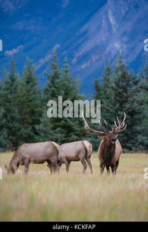 Männliche Elch, Cervus canadensis nelsoni, Rocky Mountains, Alberta, Kanada Stockfoto