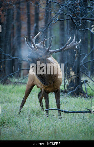 Männliche Elch, Cervus canadensis nelsoni, Rocky Mountains, Alberta, Kanada Stockfoto