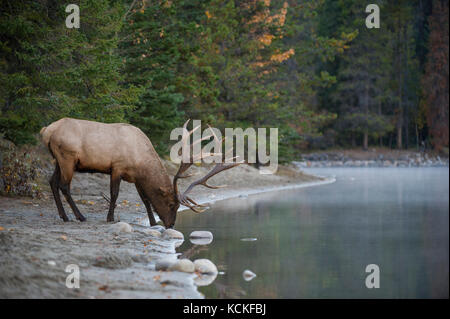 Männliche Elch, Cervus canadensis nelsoni, Rocky Mountains, Alberta, Kanada Stockfoto