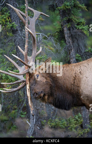 Männliche Elch, Cervus canadensis nelsoni, Rocky Mountains, Alberta, Kanada Stockfoto