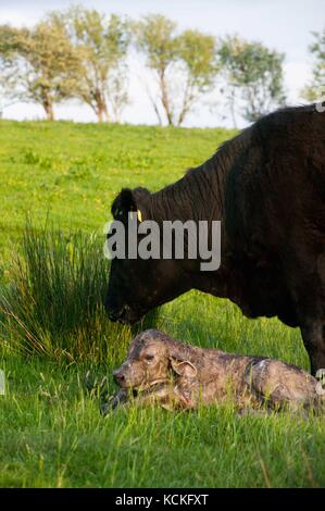 Welsh schwarze Kuh gerade geboren haben, zu einem reinrassigen Charolais Kalb in der Wiese. Stockfoto