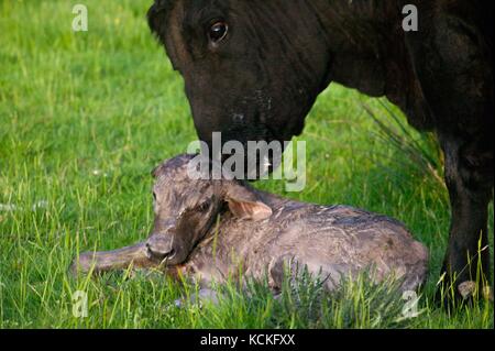 Welsh schwarze Kuh gerade geboren haben, zu einem reinrassigen Charolais Kalb in der Wiese. Stockfoto