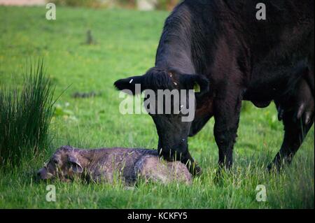 Welsh schwarze Kuh gerade geboren haben, zu einem reinrassigen Charolais Kalb in der Wiese. Stockfoto