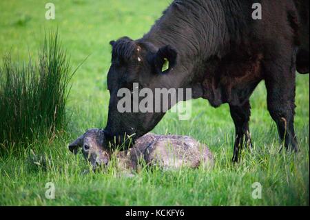 Welsh schwarze Kuh gerade geboren haben, zu einem reinrassigen Charolais Kalb in der Wiese. Stockfoto