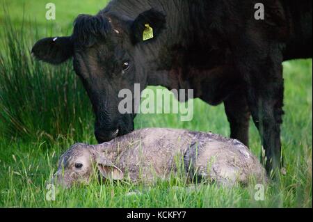 Welsh schwarze Kuh gerade geboren haben, zu einem reinrassigen Charolais Kalb in der Wiese. Stockfoto