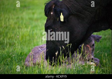 Welsh schwarze Kuh gerade geboren haben, zu einem reinrassigen Charolais Kalb in der Wiese. Stockfoto