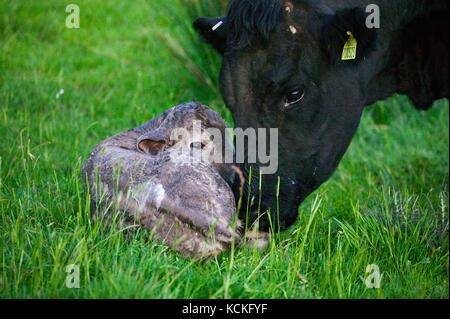 Welsh schwarze Kuh gerade geboren haben, zu einem reinrassigen Charolais Kalb in der Wiese. Stockfoto