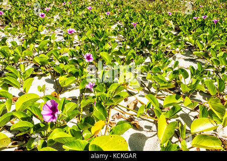 Sandbank Vegetation bekannt als Strand Morgen Ruhm oder Ziegenfuß (Ipomoea PES-caprae), bei Acores Beach. Florianopolis, Santa Catarina, Brasilien. Stockfoto