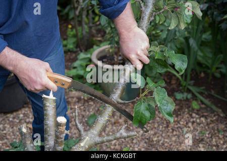 Malus Domestica. Gärtner, die eine unerwünschte Apfelbaum mit einem columnar apple tree zu ersetzen, um Platz im Englischen Garten zu speichern. Großbritannien Stockfoto