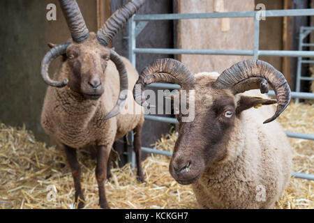 Manx loaghtan Schafe Herbst zeigen bei Malvern, Worcestershire, Großbritannien Stockfoto