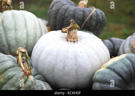 Farmstand Erbstück Kürbisse Stockfoto