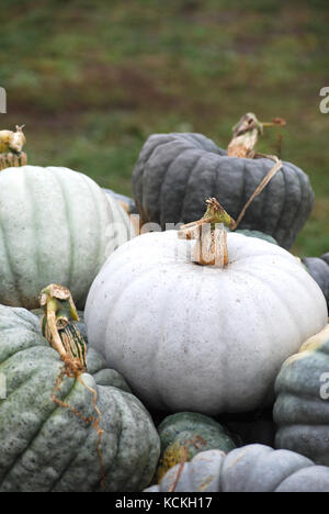 Farmstand Erbstück Kürbisse Stockfoto