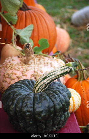 Herbst Ernte Kürbisse und Squash Stockfoto