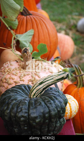 Herbst Ernte Kürbisse und Squash Stockfoto