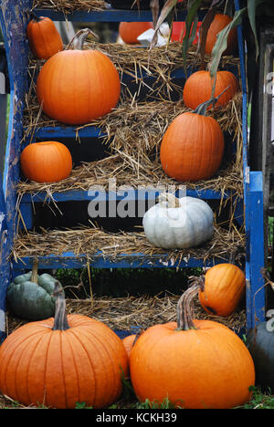 Frisch Ernte Kürbisse Stockfoto