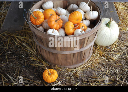 Scheffel gefüllt mit Mini Kürbisse Stockfoto